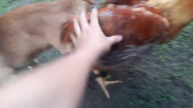 Facebook video 624311281250124