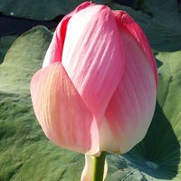 Алиса Васильева | Новороссийск