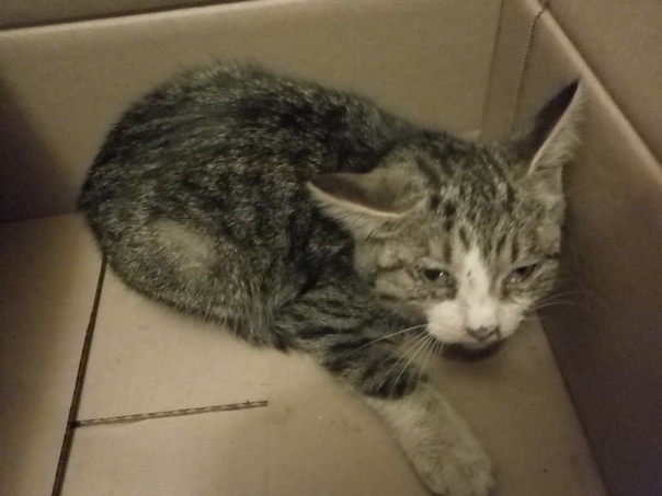 !!! ДОБРЫЕ ВОЛОНТЕРСКИЕ СЕРДЦА!!! Прошу хотя бы респост!!! 
