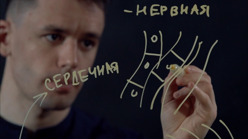 Мышечная ткань | Биология ЕГЭ