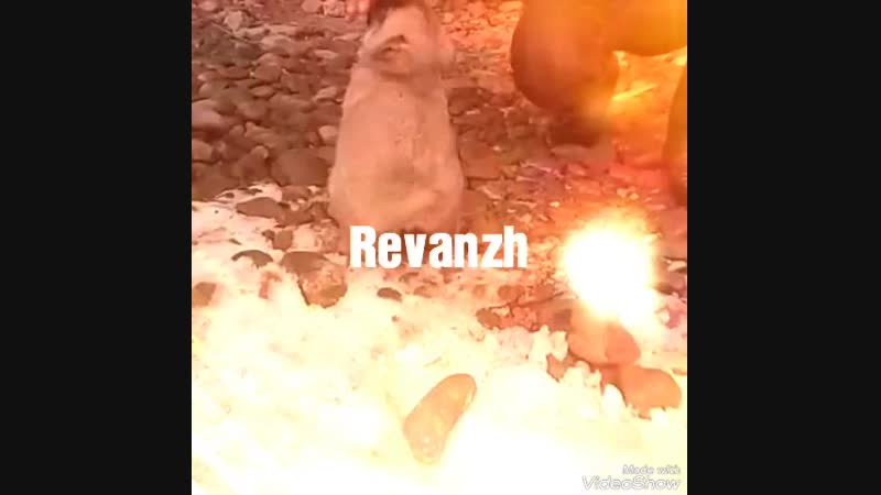 Алапар сын Реванш