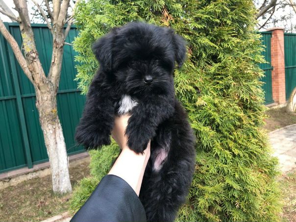 Фото: Всем привет! Меня зовут Марина, мне 22 года Ищу подселение к девушке в однокомнатную, либо в комнату в 2-3(максимум) комнатную кВ  куда можно заселиться с декоративной собакой (2кг, не пахнет и не линяет)<br>По оплате не больше 15.000 вместе с к/у<br>Ищу в лице соседки «подругу» или хотя бы близкого по душе человека, с кем можно было поболтать вечерами за чашкой чая/кофе<br>Работаю почти 2/2,2/1. <br>Жильё найдись, рассмотрю все варианты