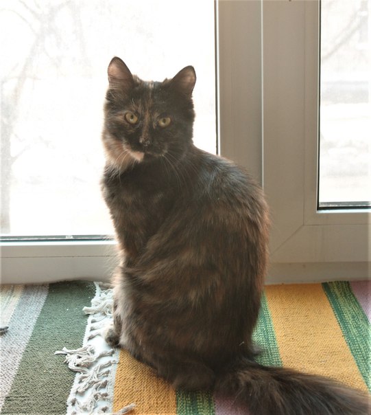 Срочно! Заречный! 
24.04. пропала кошка в районе маг. «Коло