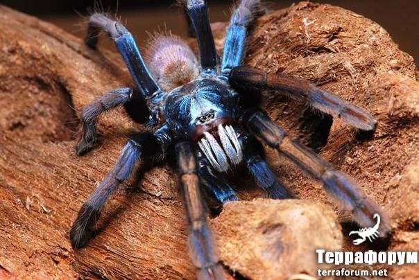 Haploclastus devamatha

