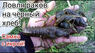 Ловля раков на чёрный хлеб! Самка с икрой! Пруд на участке на даче для разведения раков!