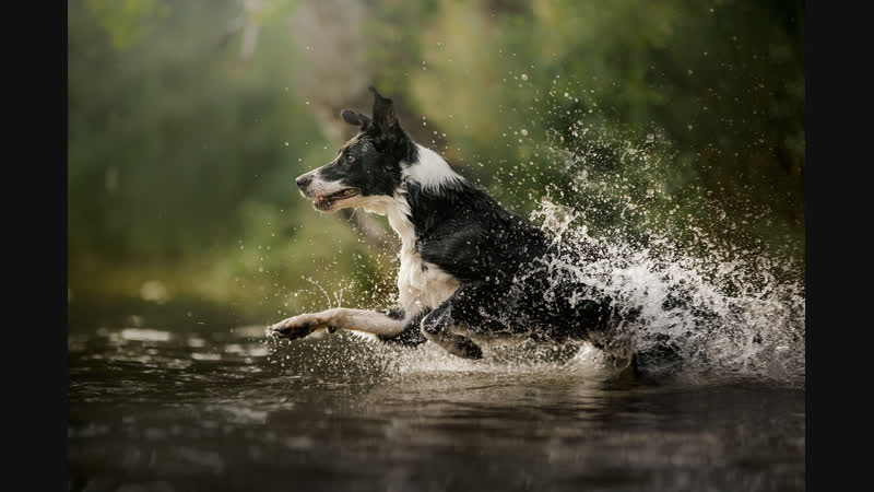 Border collie Yankee