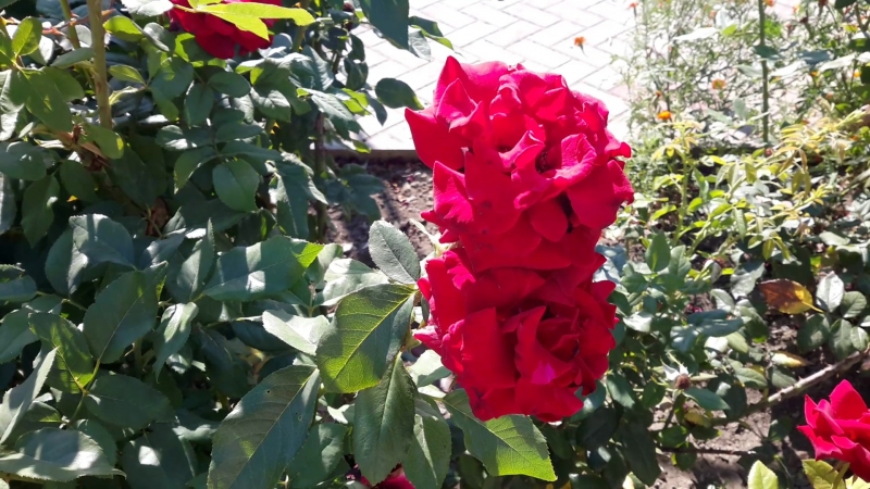 20180820_092756 Цветы в санатории