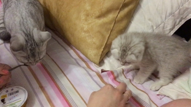 Приучаем кошар к друг другу)
