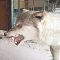 Макс Смирнов | Санкт-Петербург