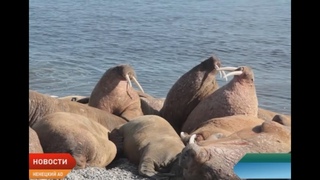 Правила посещения лежбищ атлантического моржа должны быть утверждены законодательно
