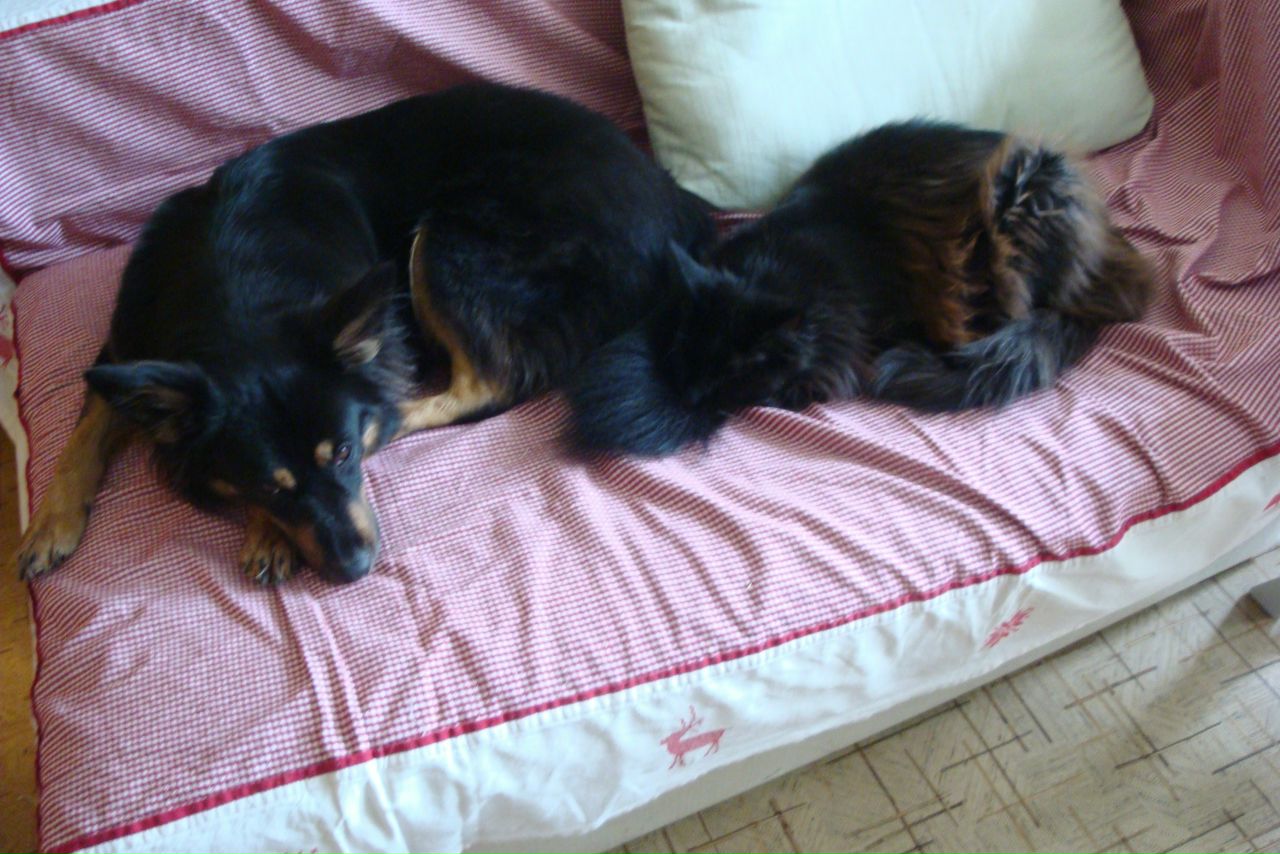 Кошки в нашей жизни. Кошки и все, что с ними связано.