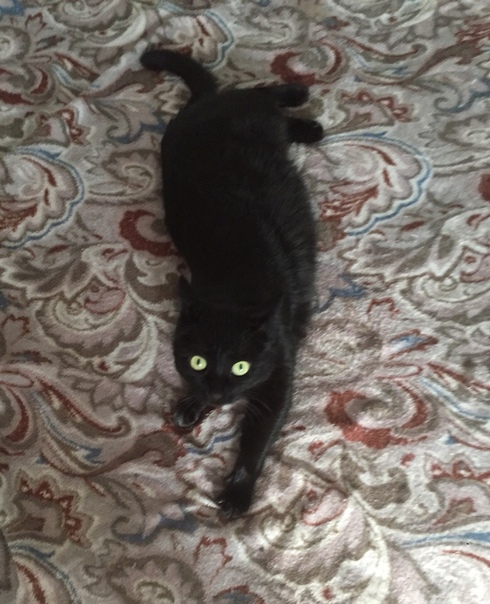 Багира. Чёрная гладкошерстная кошечка с серыми коготками. Оч