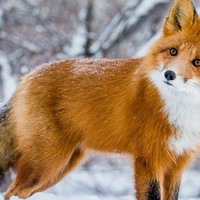 Светлана Исакова | Москва