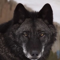 Сергей Гришанов | 