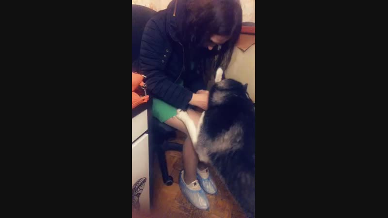 Хаски😍😍😍