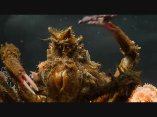 Decorator Crabs Make High Fashion at Low Tide (Deep Look)