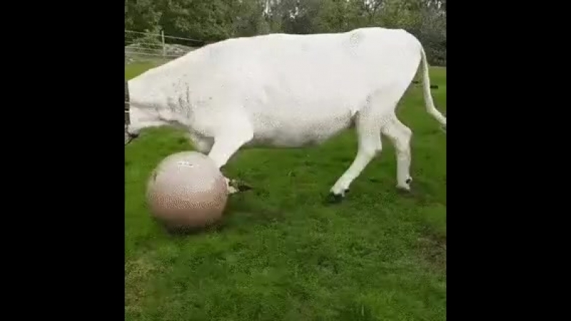Doc372096082_484254085.mp4