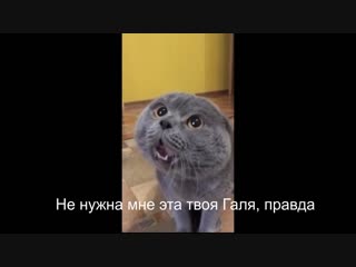 Кот говорит - Голова моя болит