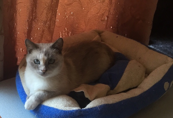 Молодая девочка красивого черепахового окраса с голубыми гла