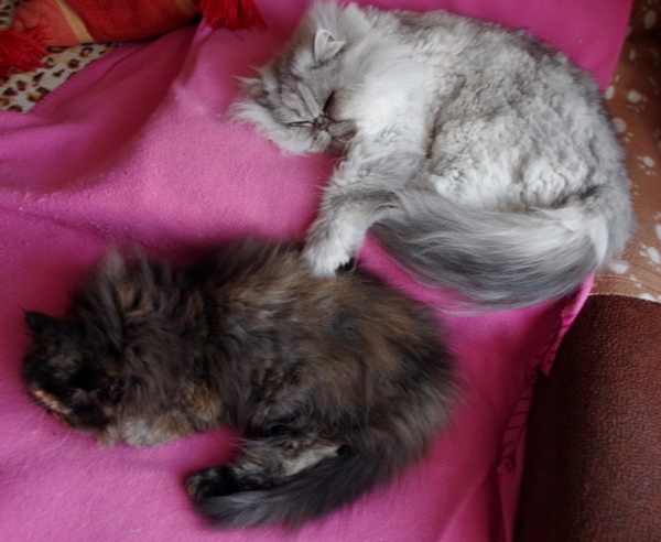 Кошки в нашей жизни. Кошки и все, что с ними связано.