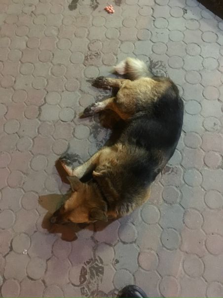 Прямо сейчас у магазина «Пятёрочка» на терешковой улице соба