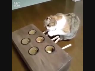 Как надолго занять кота