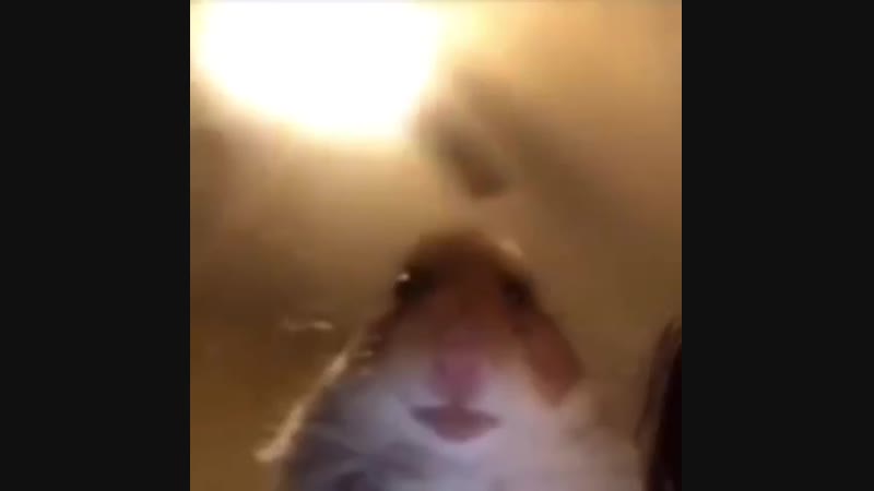 Staring Hamster