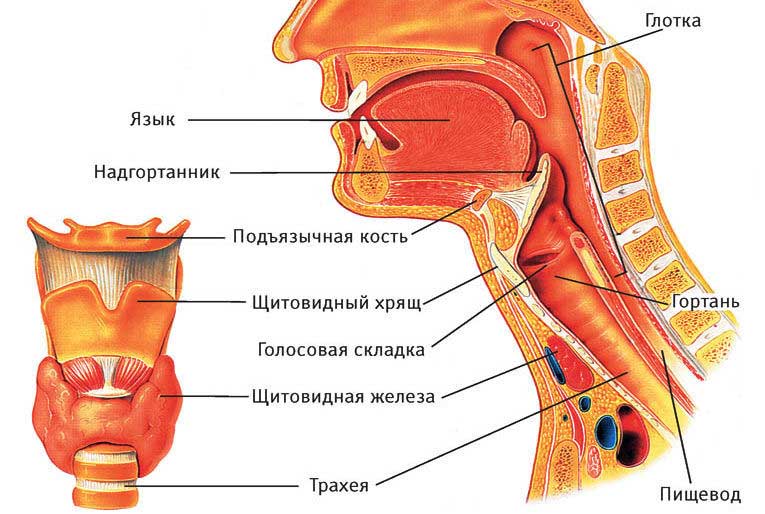 Полая трубка, известная как пищевод, проходит от желудка к горлу.