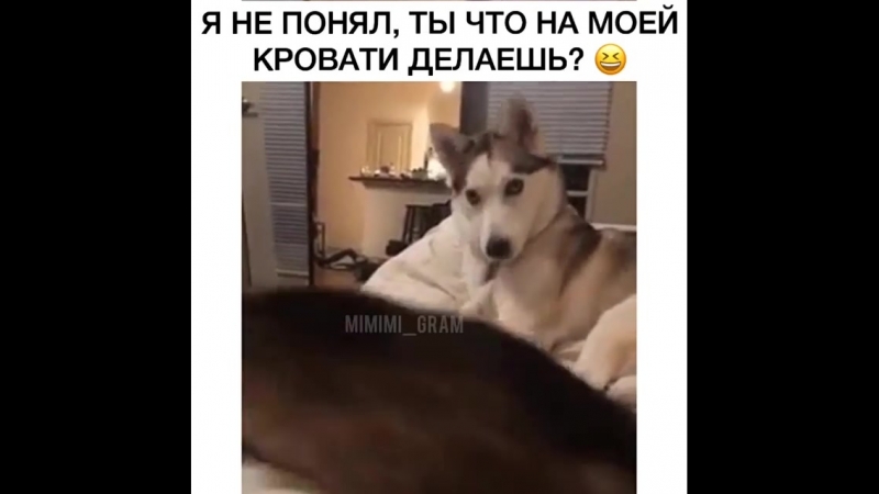 Красивый песик такой и невежый😁