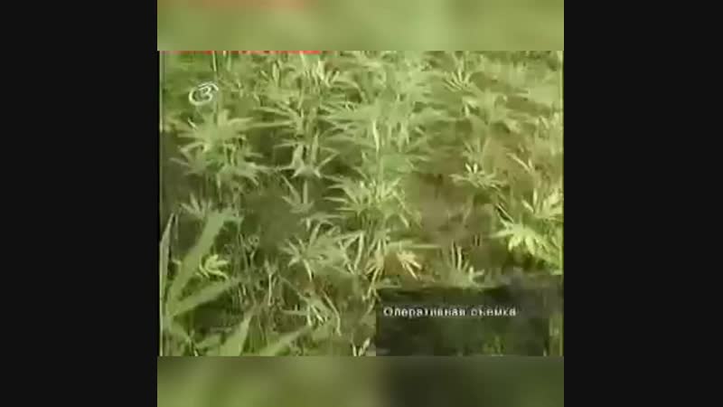 конопля