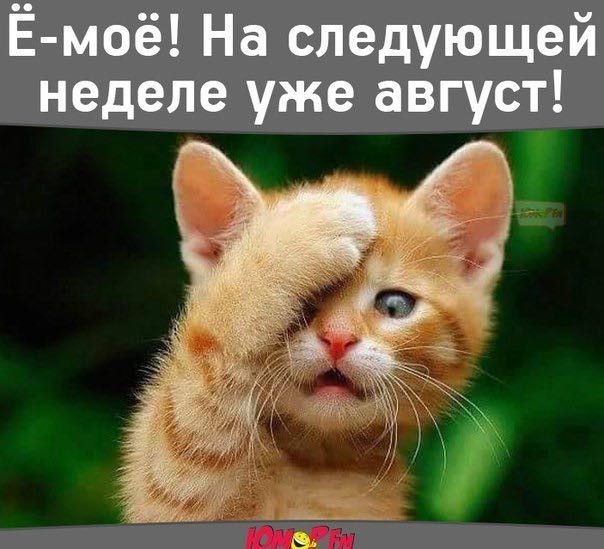 Скоро август картинки с животными