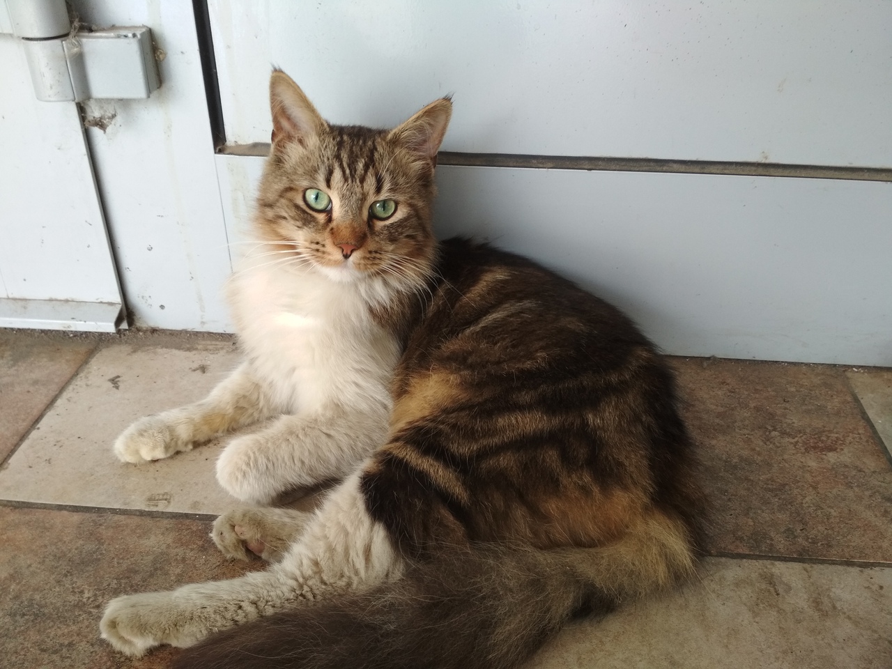 Кошки в нашей жизни. Кошки и все, что с ними связано. Кошки в нашей жизни. Кошки и все, что с ними связано.