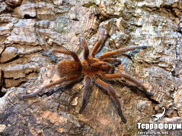 Harpactira cafreriana

