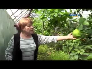 Тропический рай под землей - Как Людмила Земляная выращивает лимоны, бананы и кофе в 30-градусные морозы