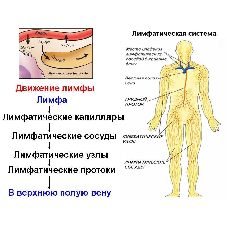 Смотреть Из чего образуется лимфа видео Смотреть Из чего образуется лимфа видео