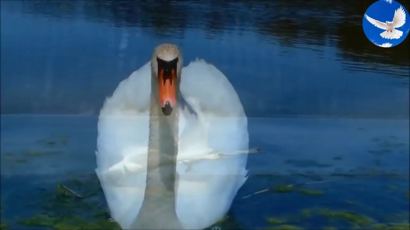 149d4ef008.720.mp4