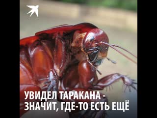 Увидел таракана – значит, где-то прячется еще 700