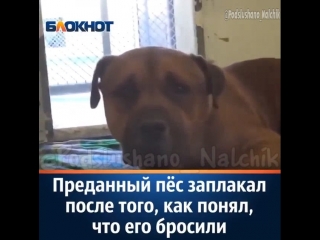 Преданный пес, которого зовут Эйджей, не выдержал и заплакал после того, как понял, что его бросил хозяин.