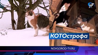 Девятнадцать хвойнинских котиков ищут новый дом