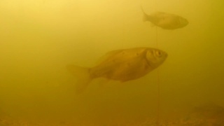 Кормление рыбы, подводное видео! Пруд на участке на даче во дворе для разведения рыбы раков!