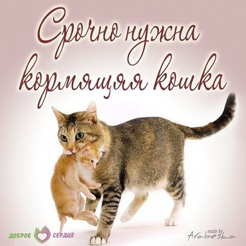 СОС!!!
Срочно нужна кормящая кошка для двухнедельных котят,