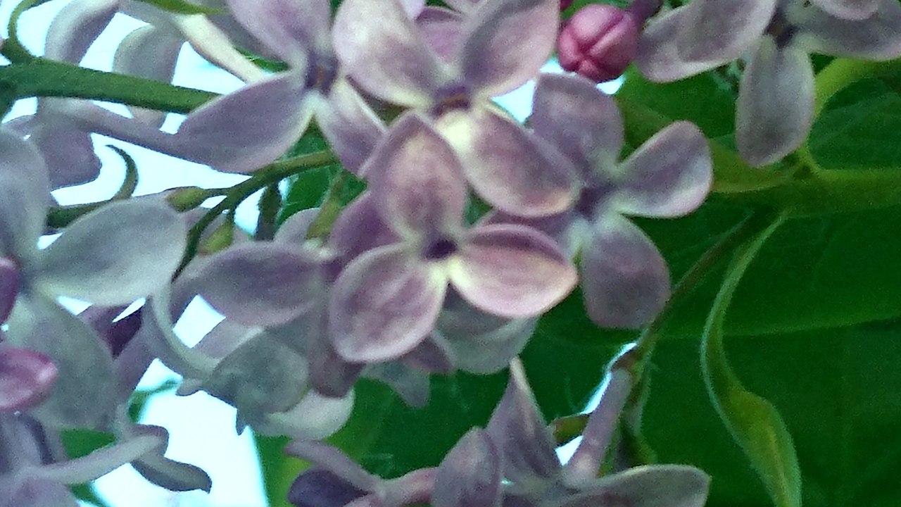 Кафе "У пани Сони"