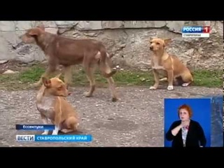 Чипы для бездомных. О бродячих собаках в Ессентуках заботятся волонтеры