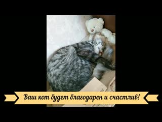 Почему кошки любят картонные коробки?