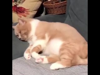 Котику снятся ужасы