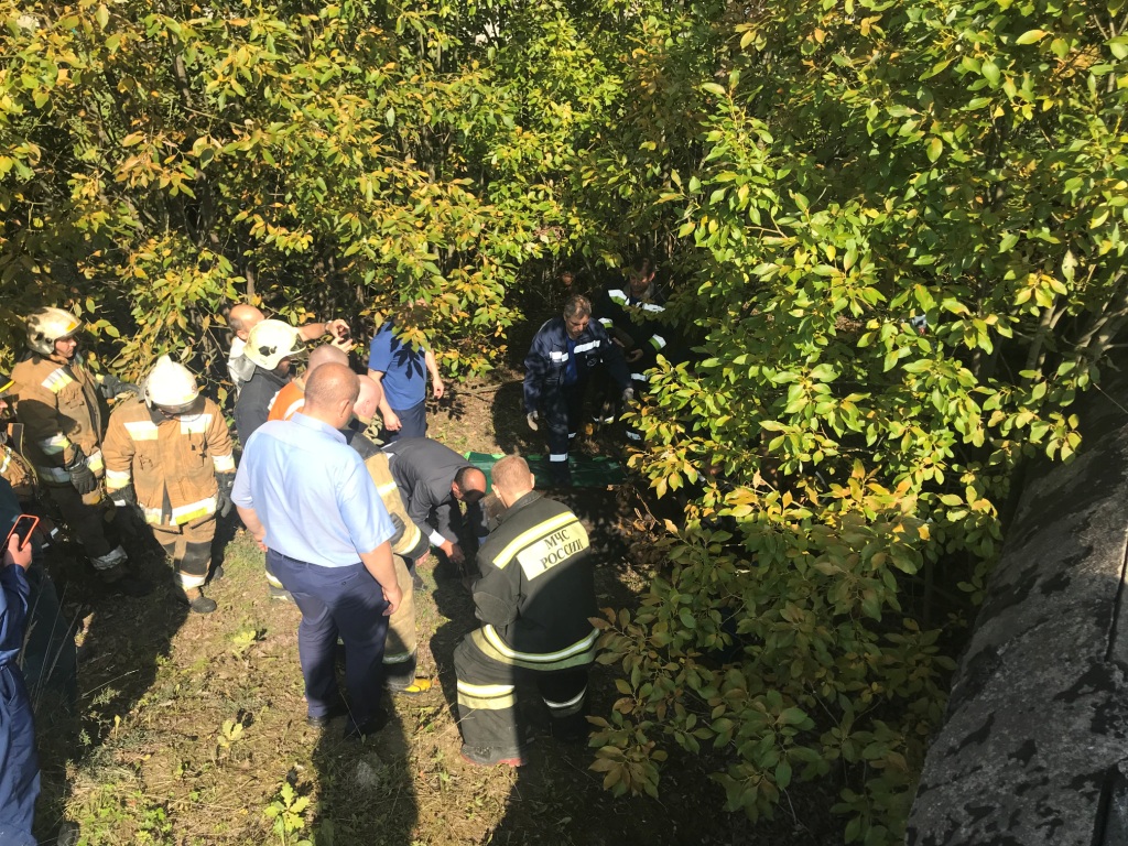 Лось, гулявший вчера по Обухово, умер после транспортировки в областной лес (фото)