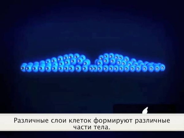 Имплантация и развитие эмбриона