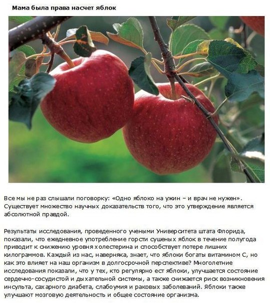 10 фактов о фруктах, которые должен знать каждый Без употребления в пищу различных фруктов, человек не получает необходимых для организма витаминов, которые являются неотъемлемой частью