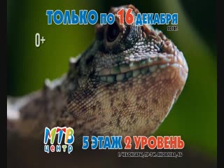 Чебоксары МТВ до 16 ДЕкабря