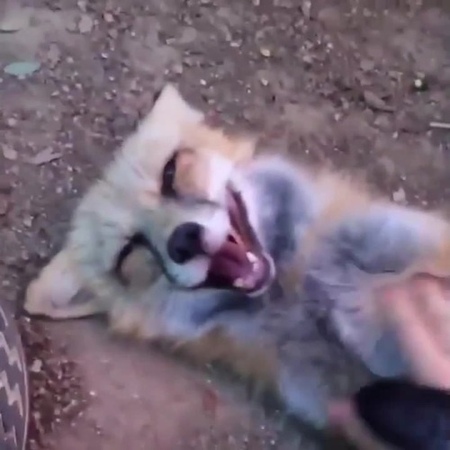 Fox gets tickled...